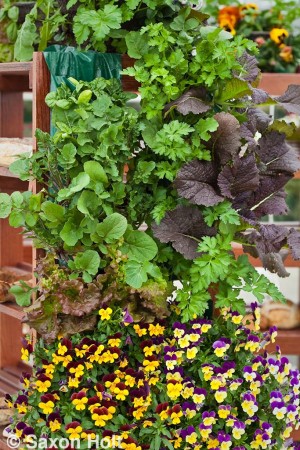 holt_1024_1065.CR2 vertical greens