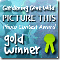 picture_this_gold[1]