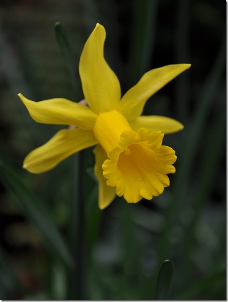 10 narcissus peeping tom