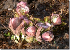 23a helleborus purpurascens