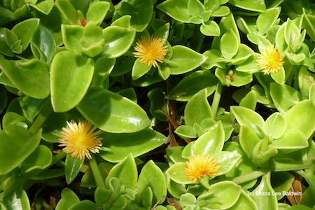 Aptenia haeckeliana resized