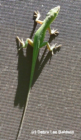 Chameleon resized