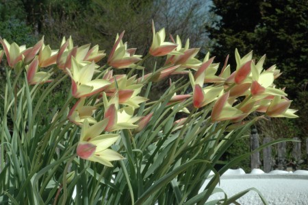 T. clusiana 'Cynthia'