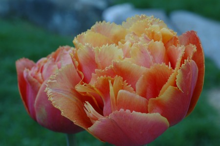T. 'Sensual Touch'