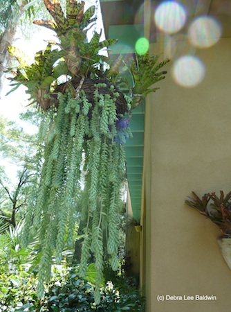 Hanging basket resized