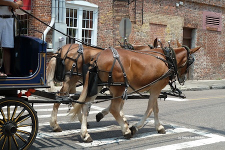 Horses resized
