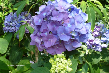 Hydrangea resized