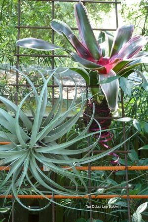 Jim Martin's gdn resized