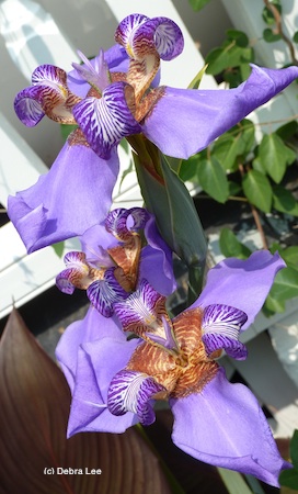Linda's iris resized