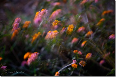 Lantana camara_9574-#7
