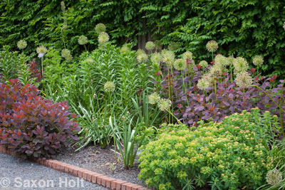 Chicago Botanic Garden border with Allium