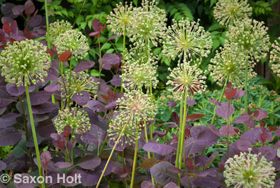 Chicago Botanic Garden border with Allium tight horizontal