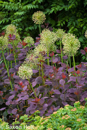 Chicago Botanic Garden border with Allium tight vertical Chicago Botanic Garden border with Allium