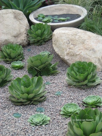 Water, aeonium stream