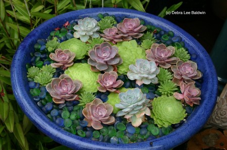 Water, lily pond