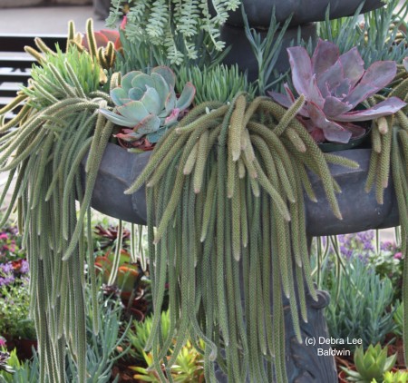 Water, rattail cactus fountain