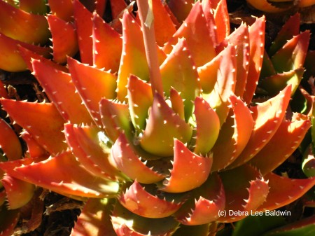 Stress, Aloe nobilis3 (c)