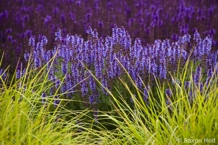 telephoto view of sage  by sesleria