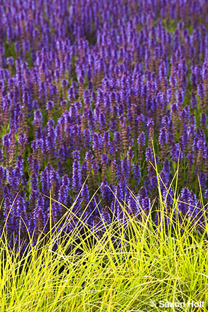 vertical, sesleria and salvia in Lurie garden