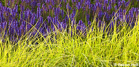 panorama, sesleria and salvia in Lurie garden