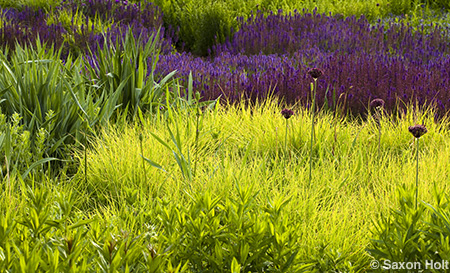 Alliums in the moor grass, Lurie garden
