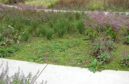 Oh dear, we forgot to supply weed free soil.