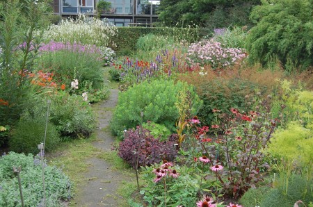 Coen Jansen's stock beds contain many exciting new plants