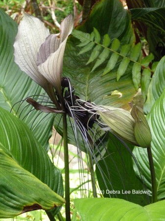 HTBG Bat flower