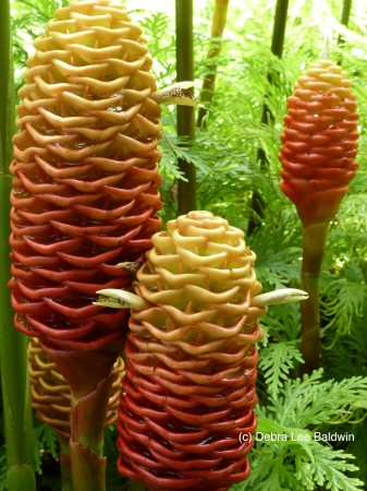 HTBG Beehive ginger