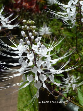 HTBG Cat's whiskers