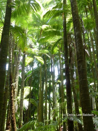 HTBG Palm forest