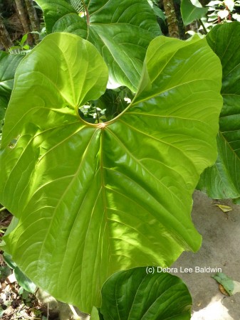 HTBG big leaf2