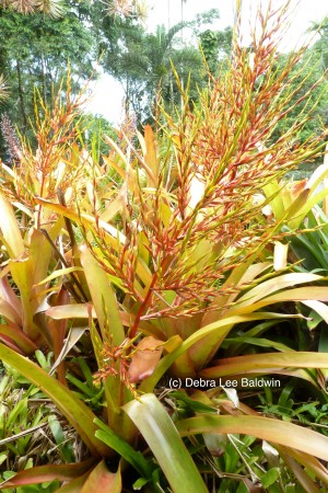 HTBG bromeliad