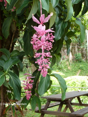 HTBG pink flower