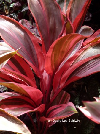 HTBG red ti plant