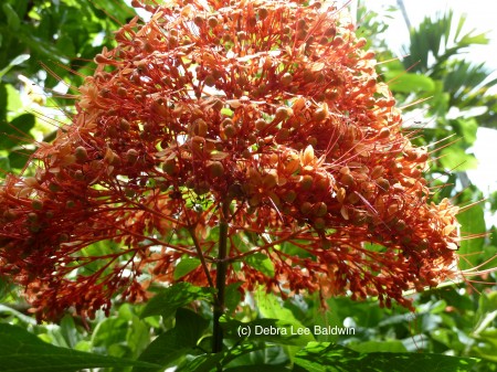 HTBG temple flower2