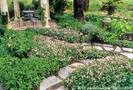 holt_661-05-450 Geranium Biokova as Groundcover Lawn Alternative