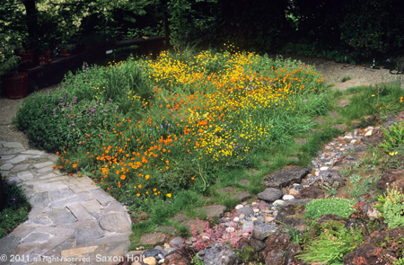 holt_748-348cr-450 Small Lawn Converted to Flowering Meadow