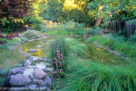 holt_782-39-450 Lawn Converted to Backyard Pond Habitat