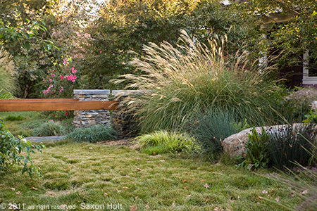 holt_829_964-450 Sedge Lawn After Mowing