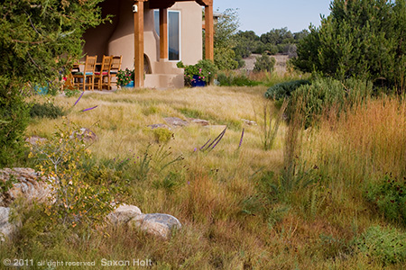 New Mexico Drought Tolerant Lawn, Buffalo Grass