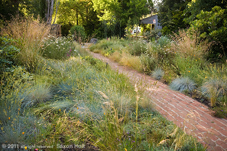 holt_978_0120-450 Entry into Front Yard with Native Grass Meadow