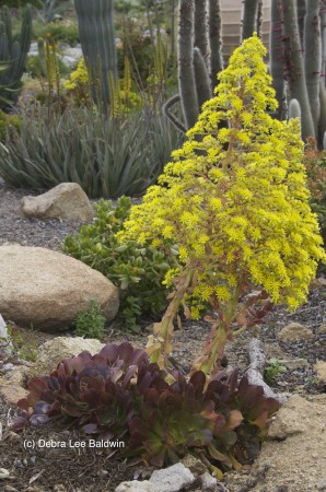 Aeoniums (c)