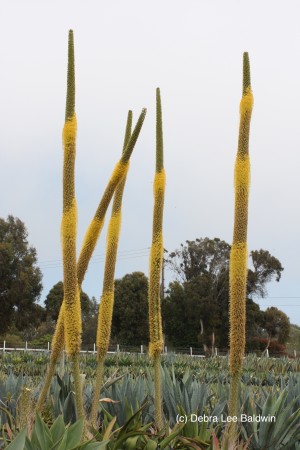 Agave vilmoriniana (c)