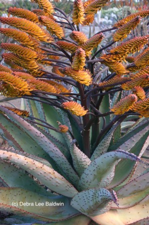Aloe marlothii (c)