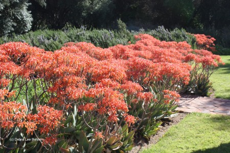 Aloes at Rancho La Puerta (c)