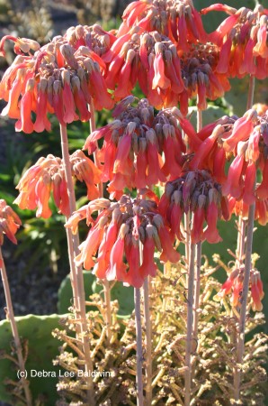 Bryophyllum bloom (c)
