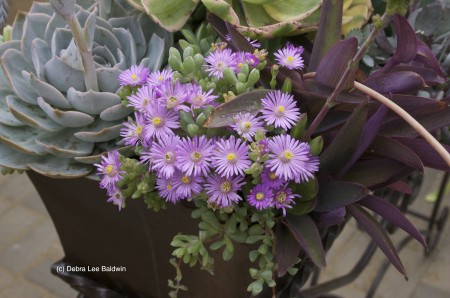 CW Rosea iceplant (c)