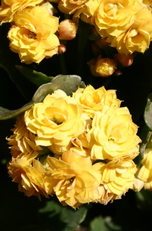 Calandiva rosettes_JFR