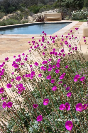 Calandrinia